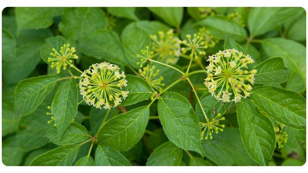 herbs for energy - eleuthero