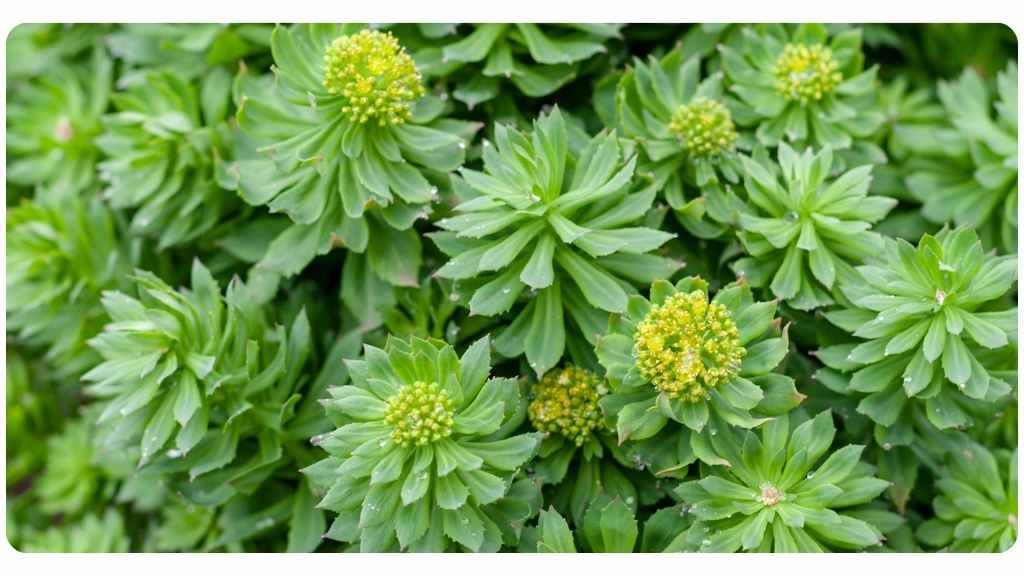 herbs for energy - rhodiola