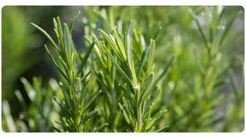 herbs for energy - rosemary