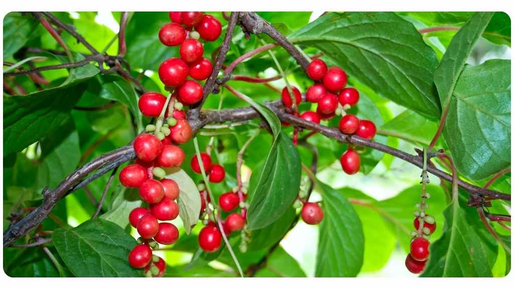 herbs for energy - schisandra