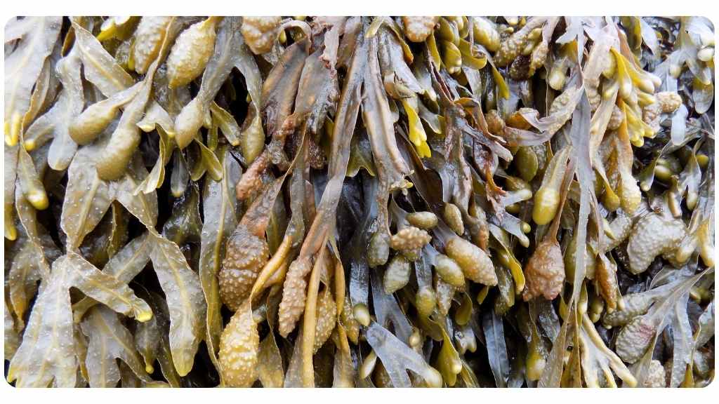 5 benefits of bladderwrack