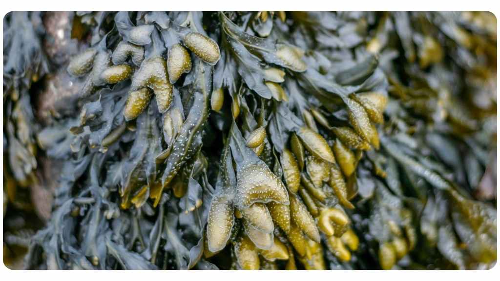 health benefits of bladderwrack