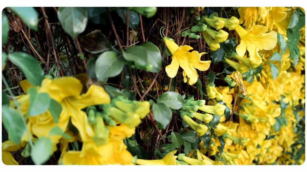 benefits of cat's claw