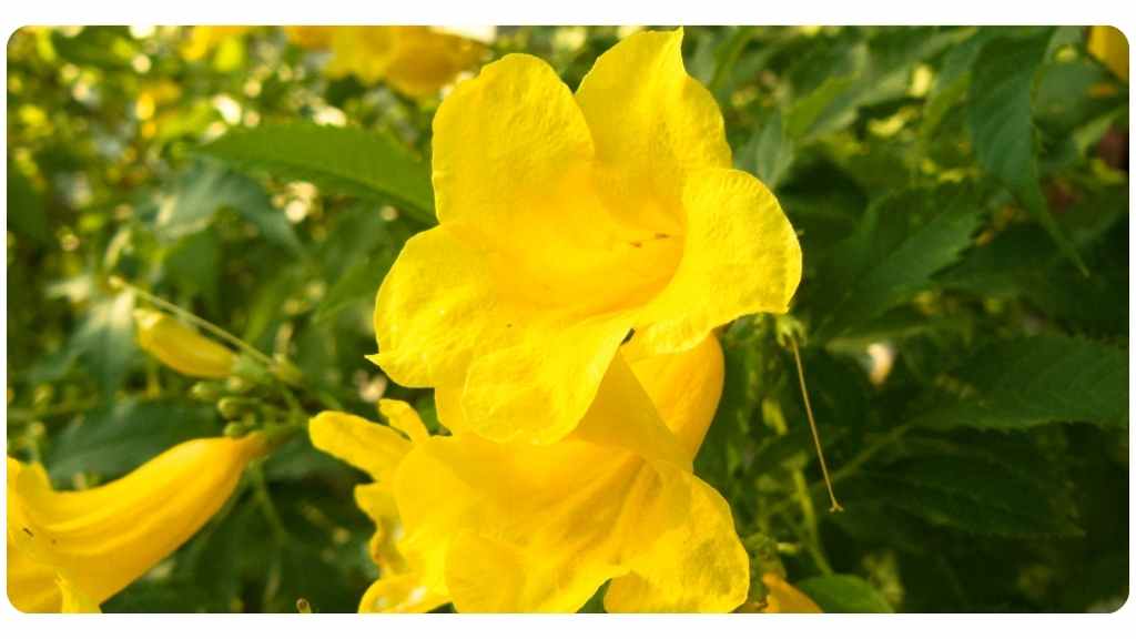 health benefits of cat's claw