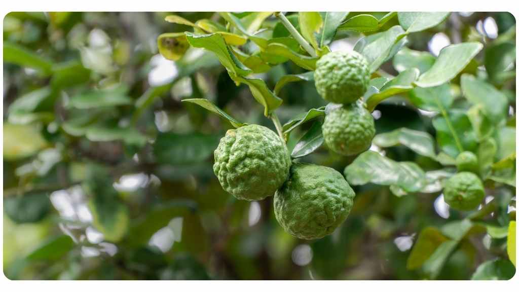 5 health benefits of citrus bergamot