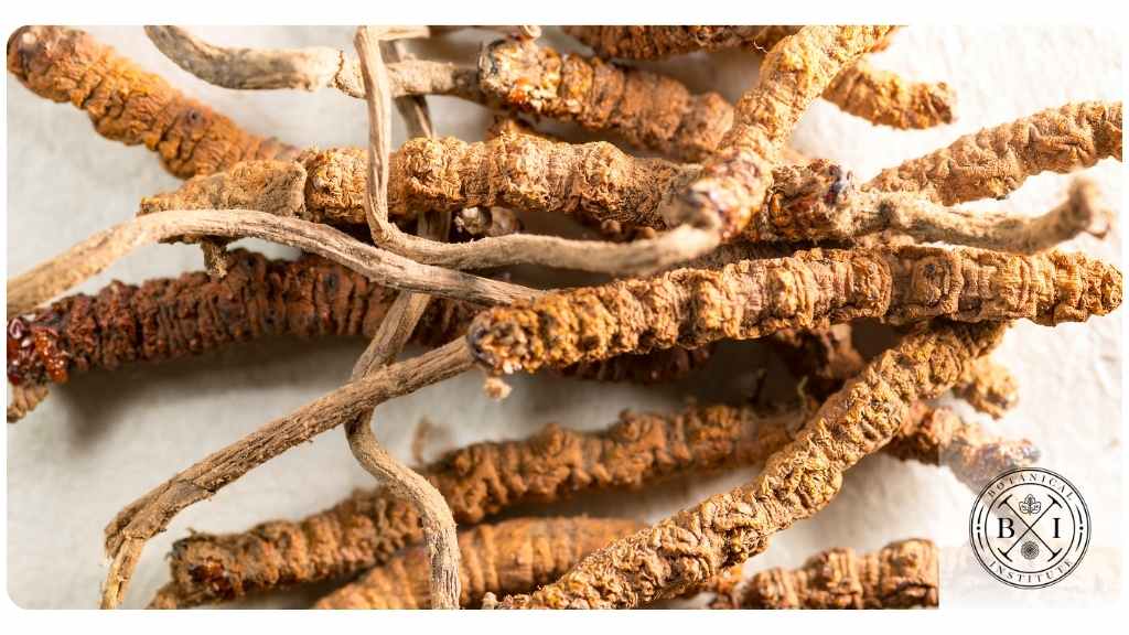 5 cordyceps health benefits
