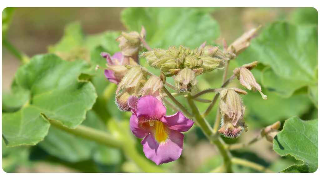 7 devil's claw benefits for health