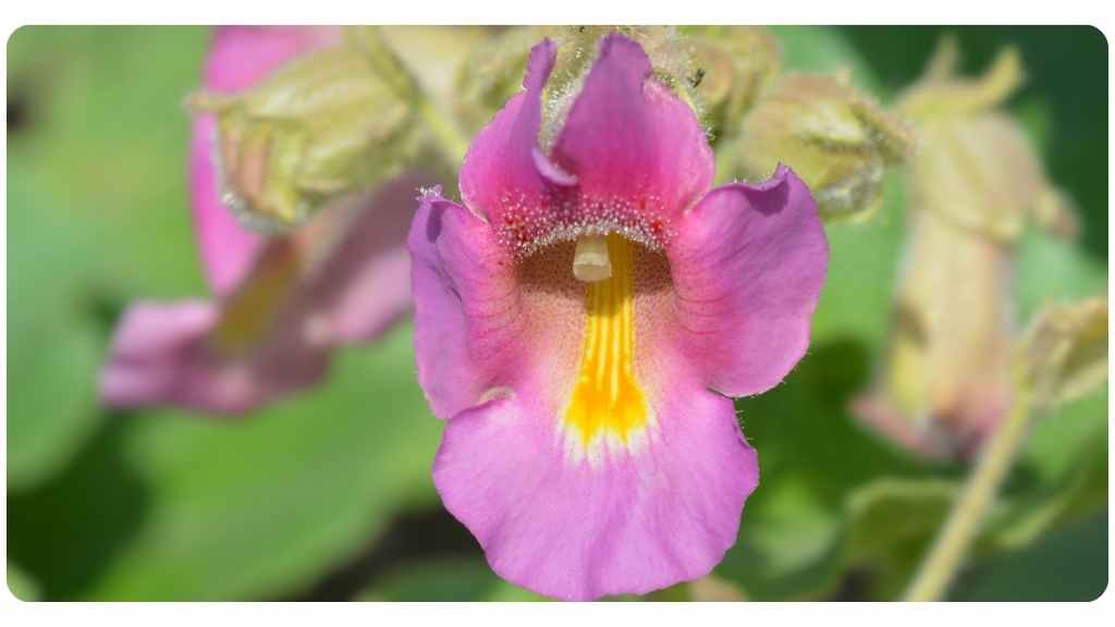 health benefits of devil's claw