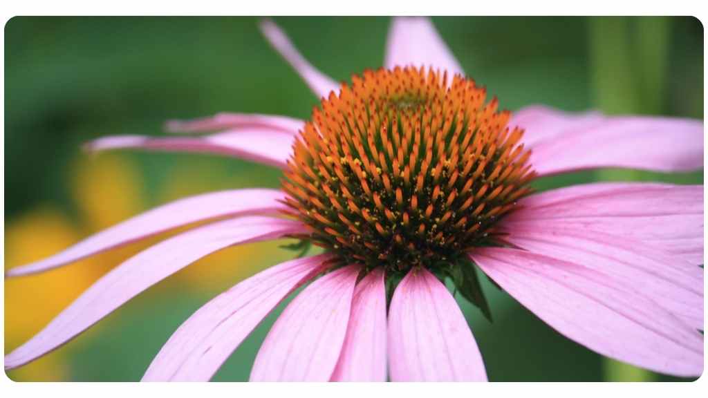 health benefits of echinacea