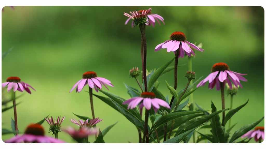 5 echinacea health benefits