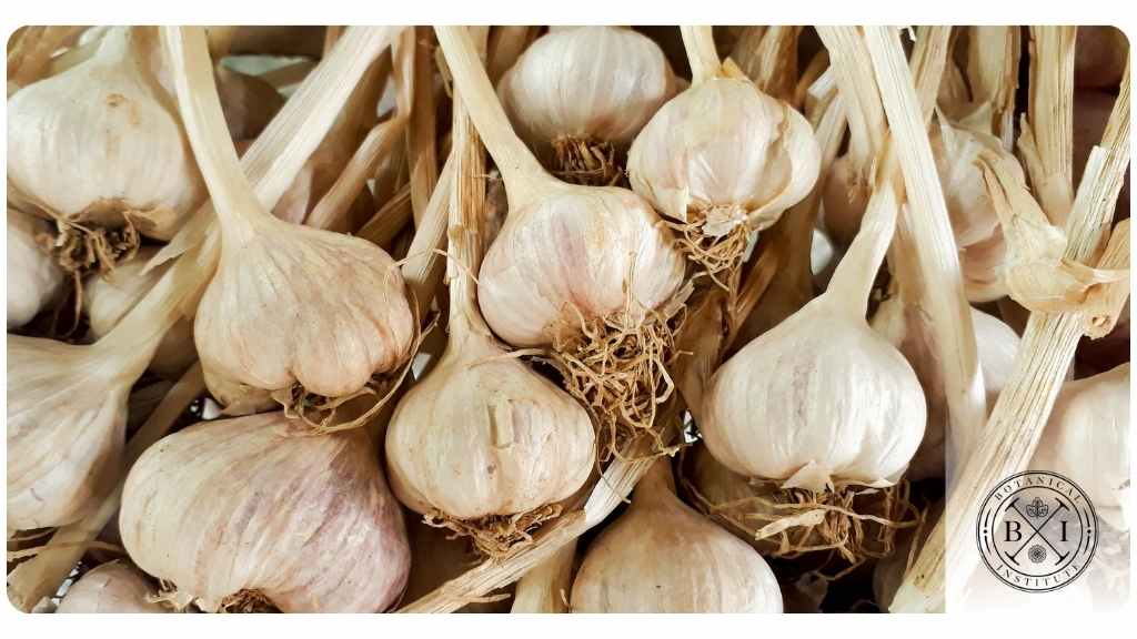 7 garlic health benefits