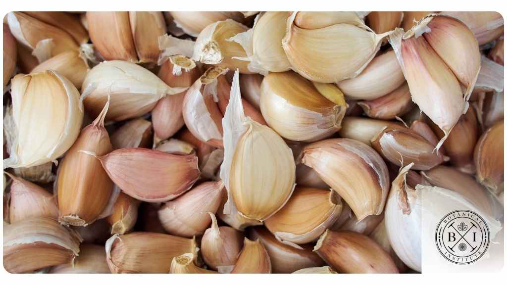 health benefits of taking garlic