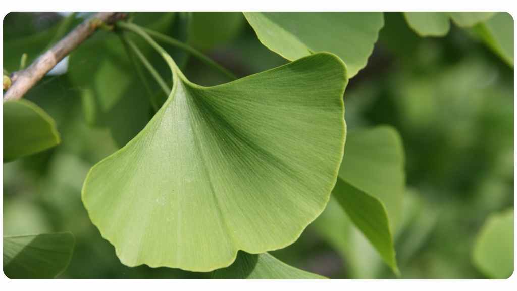 the 7 health benefits of ginkgo