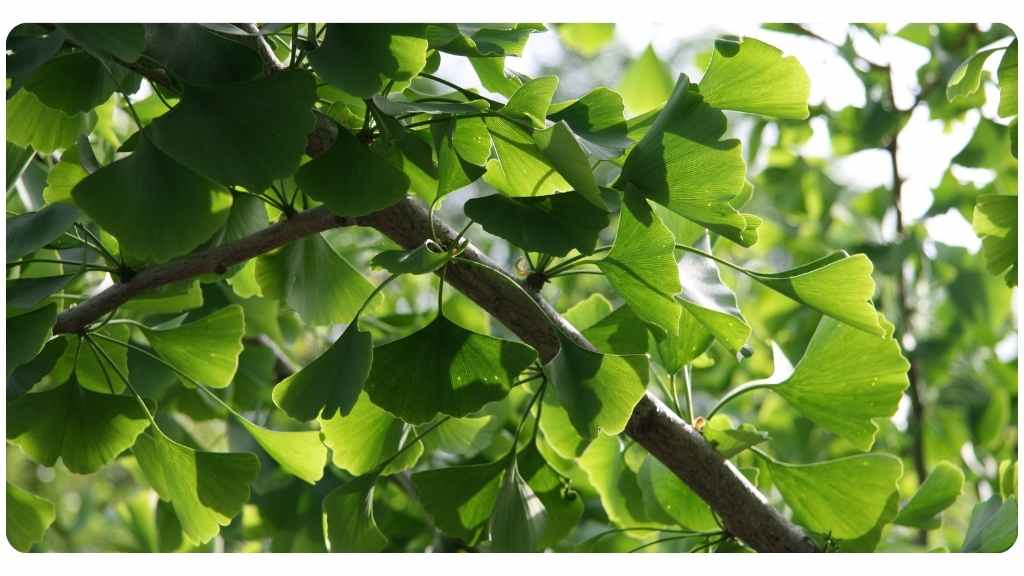 ginkgo health benefits