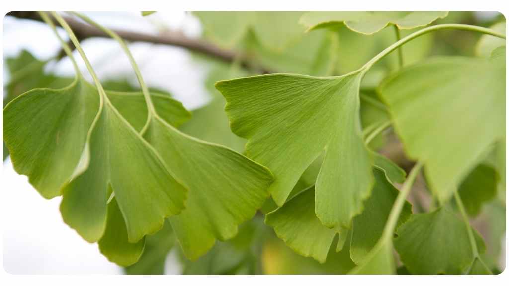 7 ginkgo health benefits