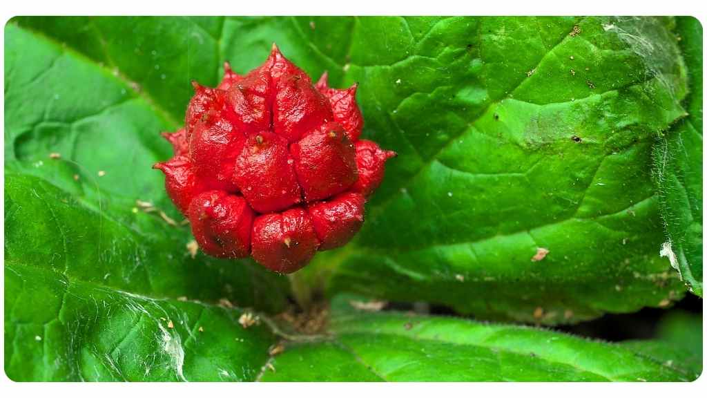 health benefits of bitter herbs