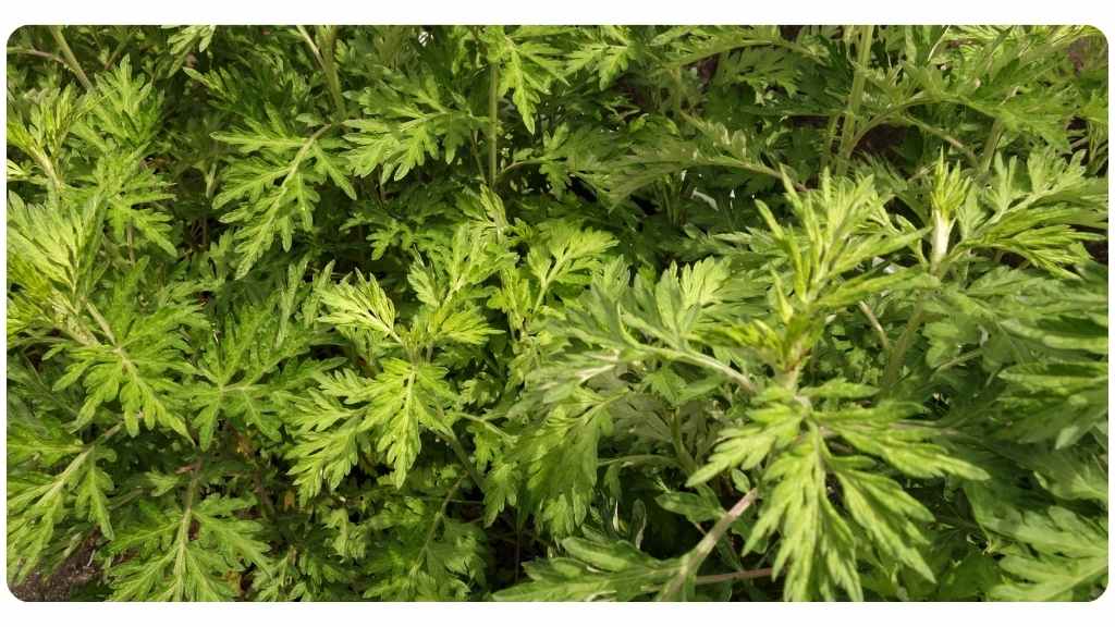 artemisia annua - herbs for arthritis