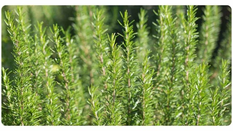 herbs for energy - rosemary - cover image