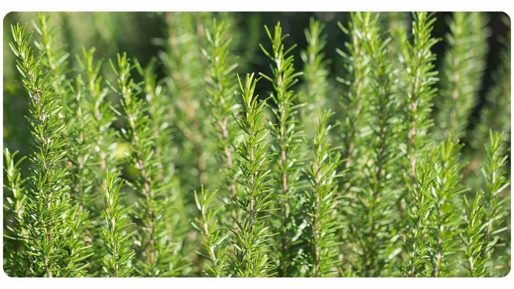 herbs for energy - rosemary - cover image