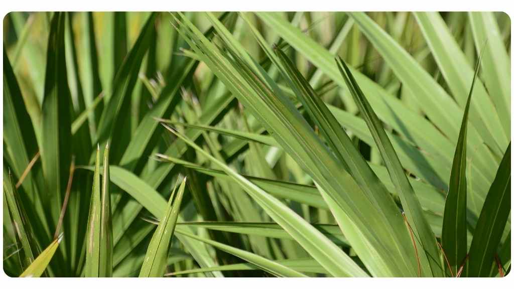 herbs for hair loss - saw palmetto