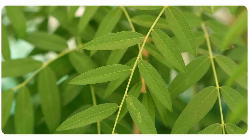 the 7 best herbs for hair loss - sophora