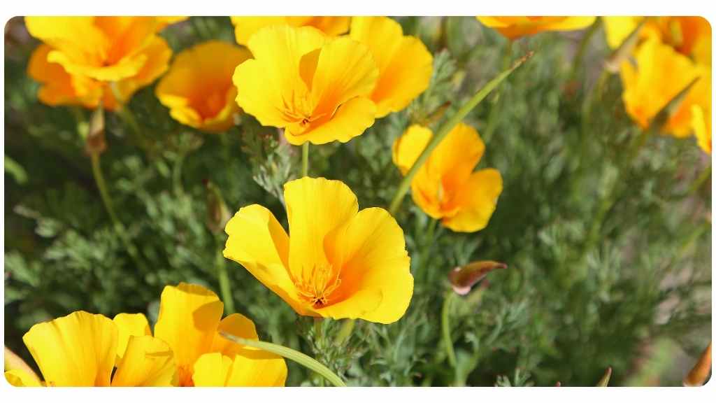 benefits of california poppy for arthritis