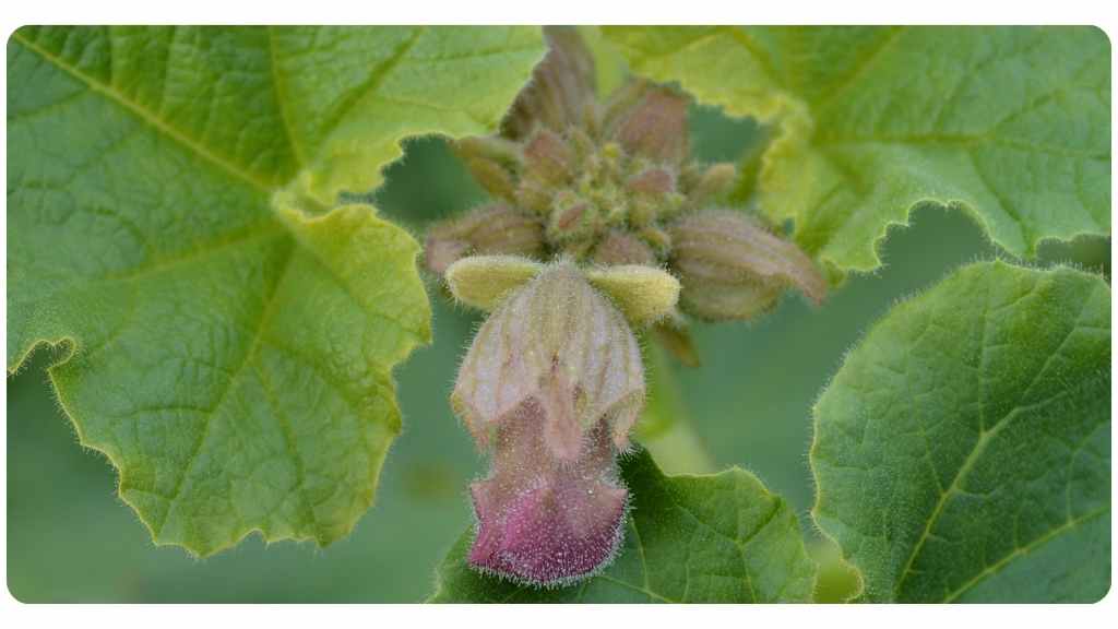 herbs for arthritis - devil's claw