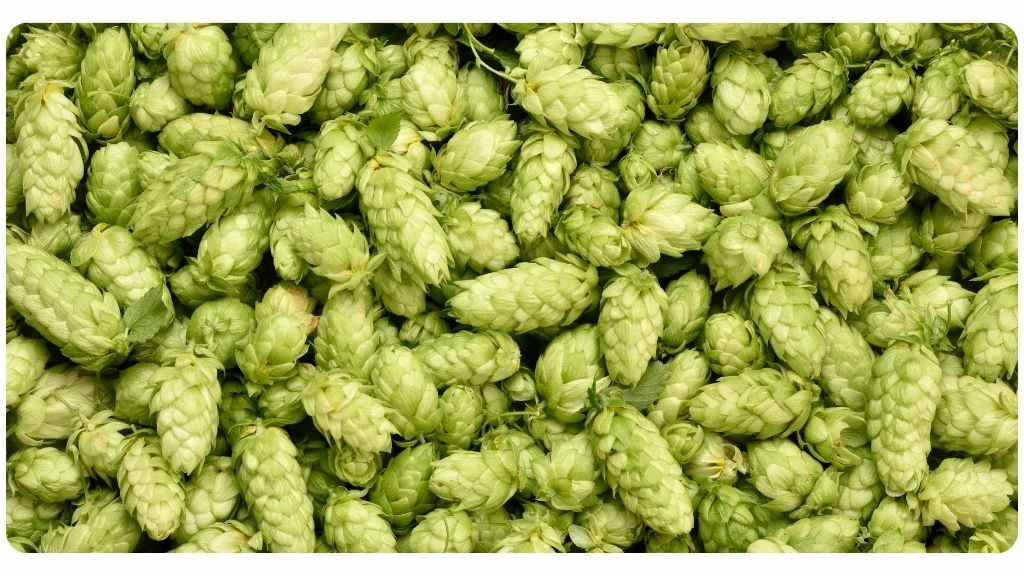 hops, an herbal remedy for arthritis