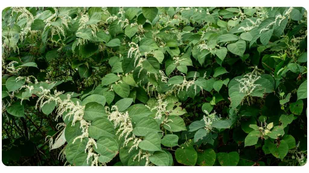 benefits of taking Japanese knotweed