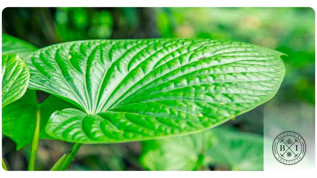 health benefits of kava-kava