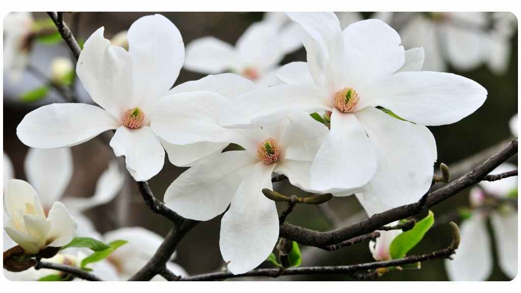 magnolia bark health benefits