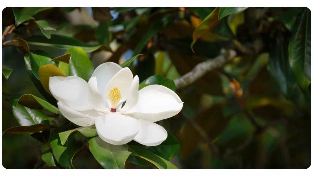 the 6 health benefits of magnolia bark