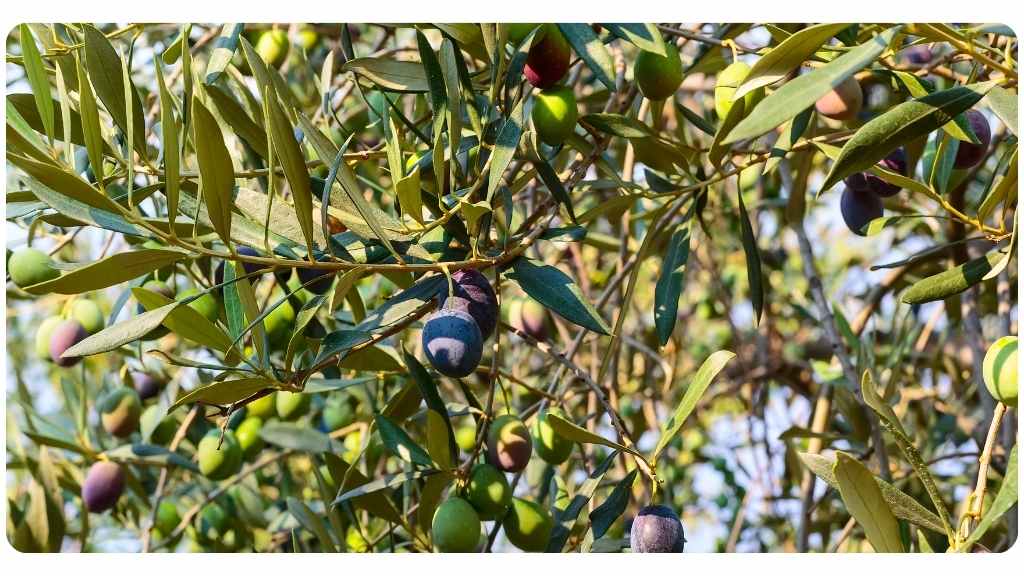 6 health benefits of olive leaf