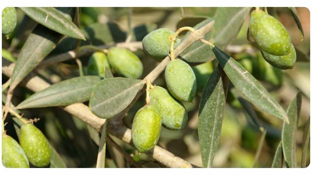 olive leaf health benefits, dosage, and safety