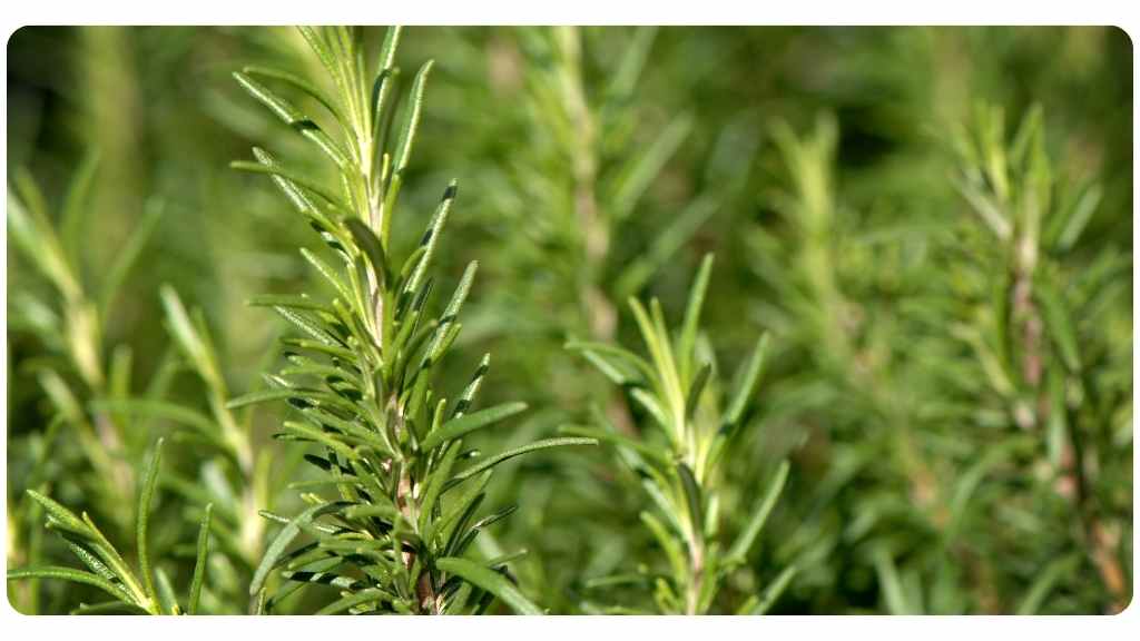 8 rosemary benefits