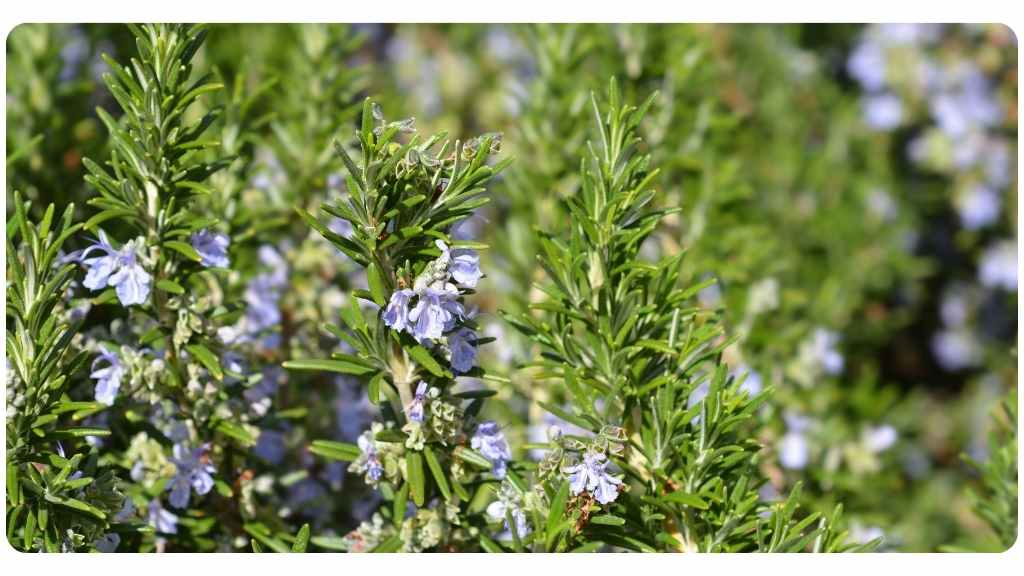 health benefits of rosemary