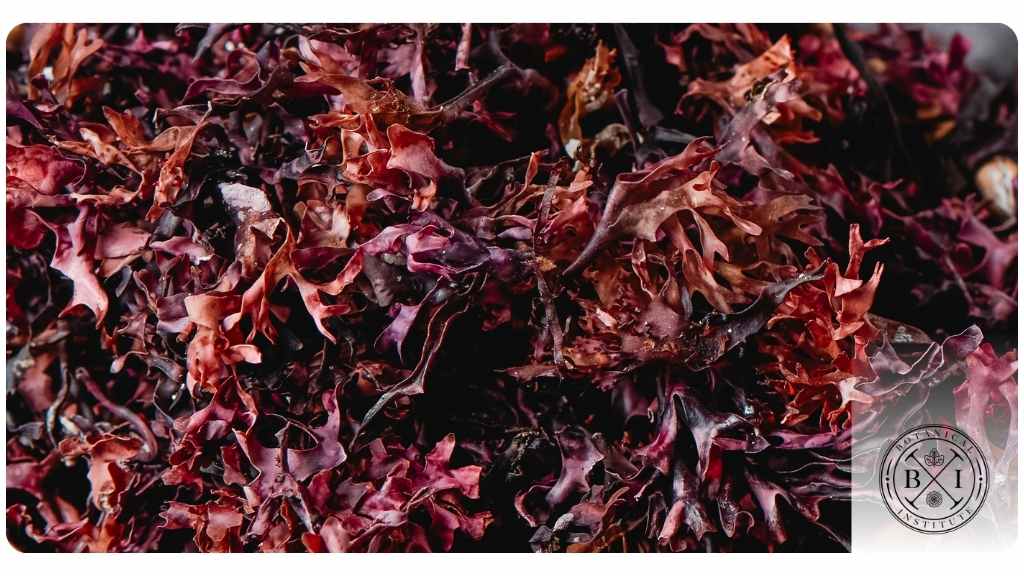 sea-moss-1 health benefits of taking sea moss
