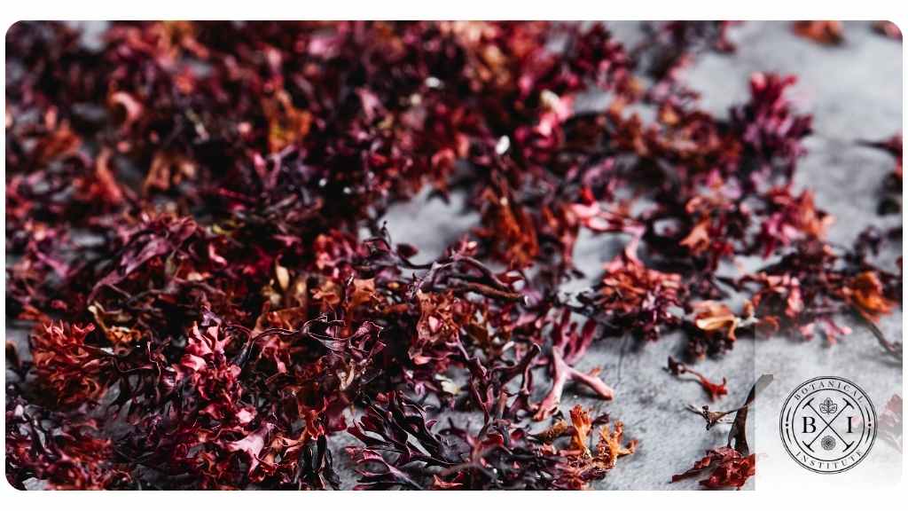 5 sea moss health benefits