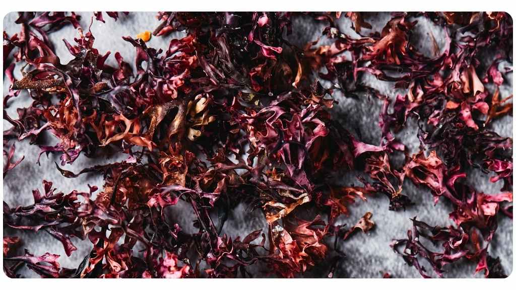 health benefit differences and similarities between sea moss vs. shilajit
