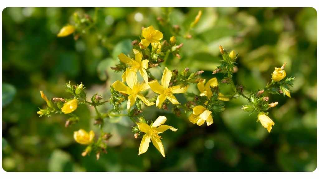 health benefits of St. John's wort