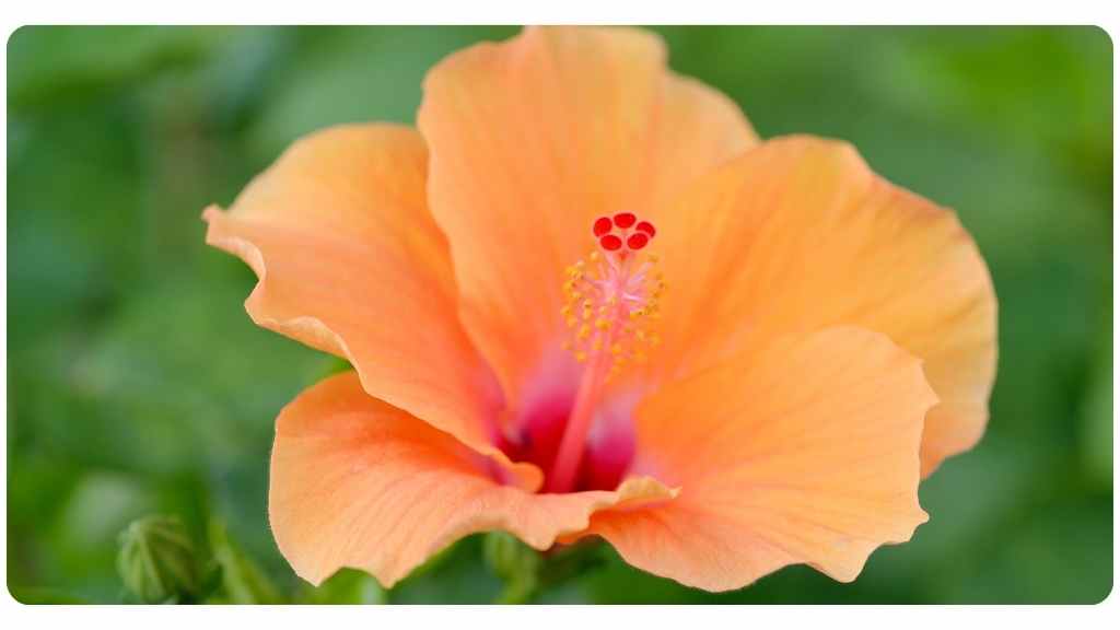 health benefits of hibiscus