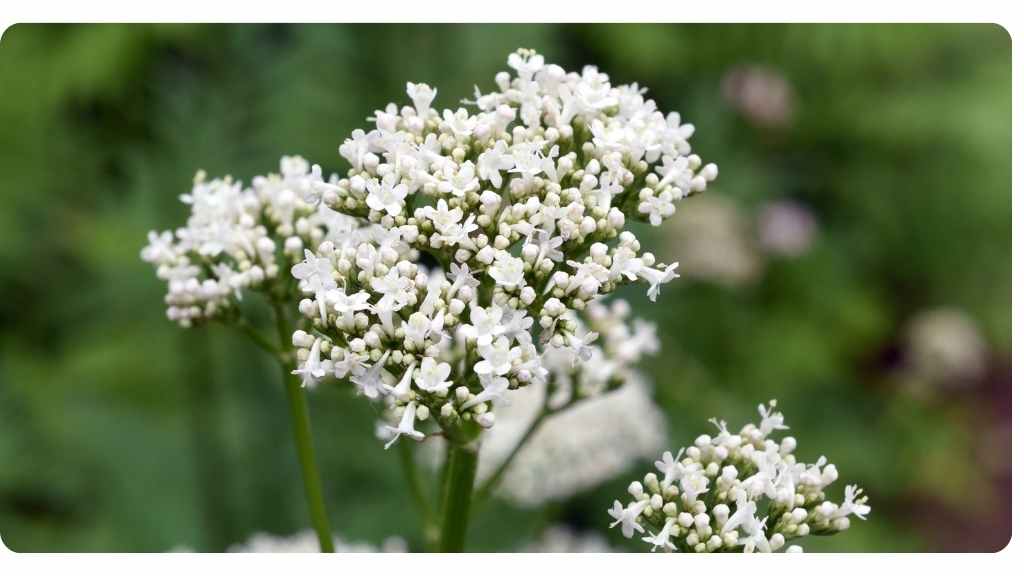 valerian supplements