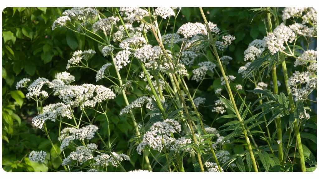 4 health benefits of valerian
