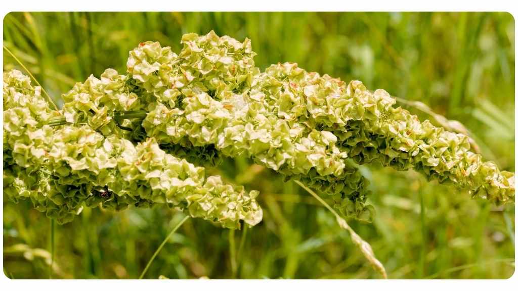 benefits of taking yellow dock/Rumex crispus