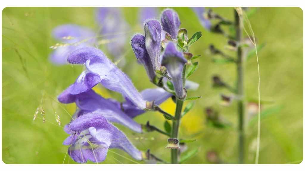 the 5 benefits of American skullcap