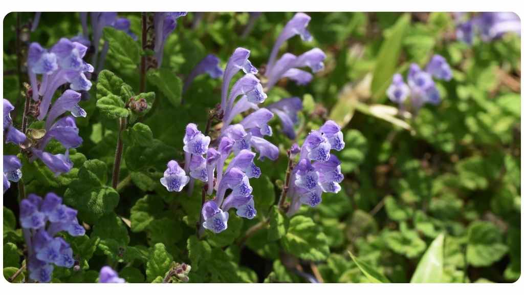 American skullcap's 5 health benefits