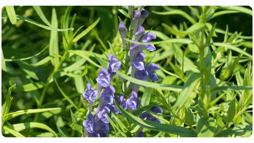 the health benefits of American skullcap