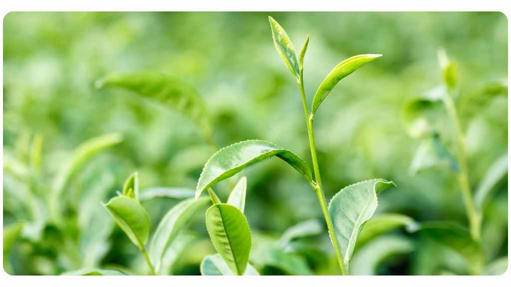 Camellia sinensis / green tea health benefits