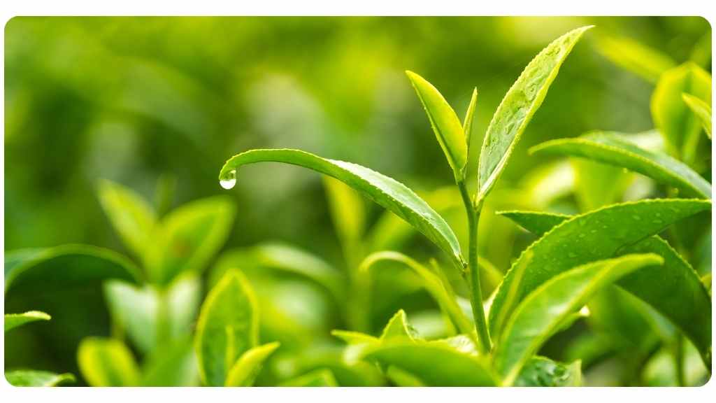 6 benefits of taking Camellia sinensis / green tea
