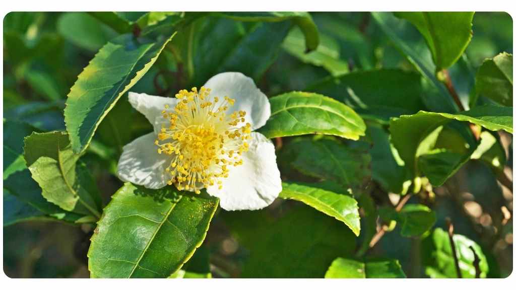 health benefits of green tea / Camellia sinensis